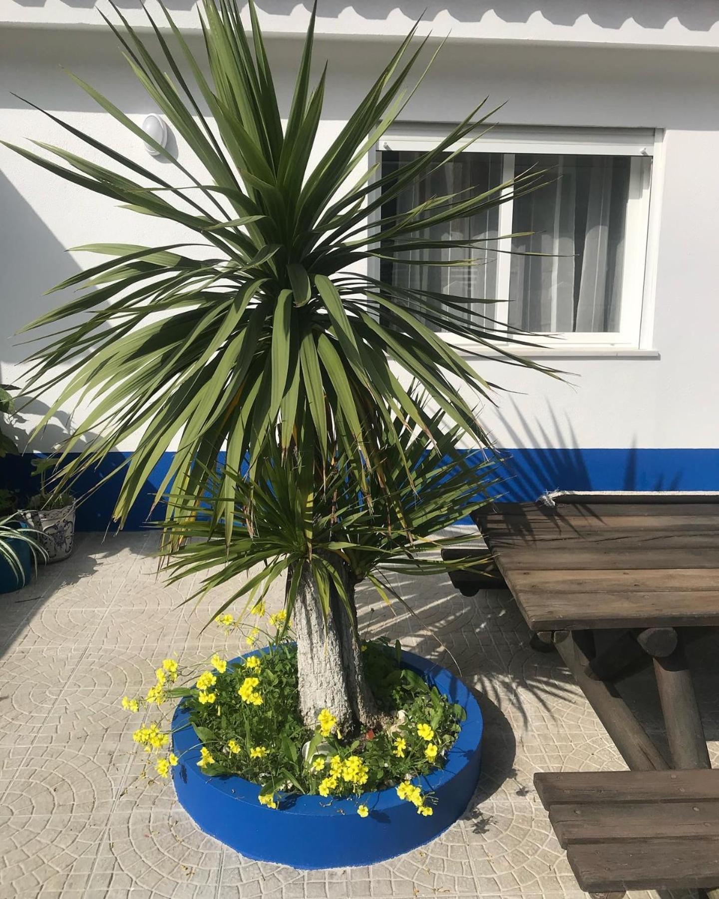 אריסרייה Casa Praia Do Sul מראה חיצוני תמונה